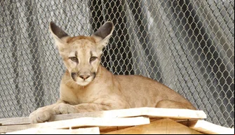 Onça suçuarana foge do Bioparque Zoobotânico em Teresina