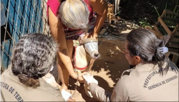 Cães arão por encoleiramento contra leishmaniose em Teresina