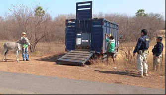 Operação da PRF retira animais soltos de rodovias