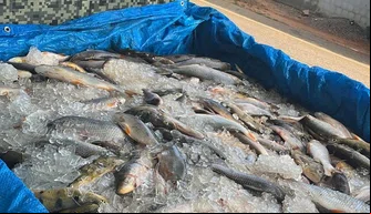 PM apreende 500 kg de peixes em transporte irregular