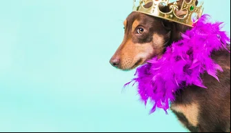 Bailinho de carnaval para pets
