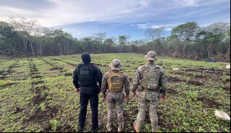 Polícia desarticula roça de maconha de 3 hectares