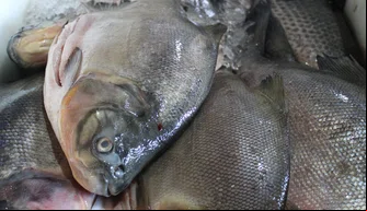 Quaresma: movimento no Mercado do Peixe cresce e preços variam