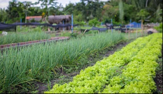 Hortas comunitárias e campos agrícolas geram renda para os teresinenses